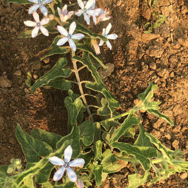 Milkweed, Heavenly Blue