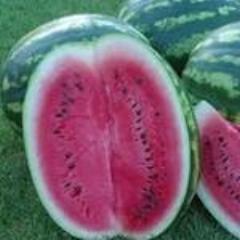 Watermelon, Crimson Sweet