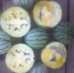 Watermelon, Early Yellow Moonbeam