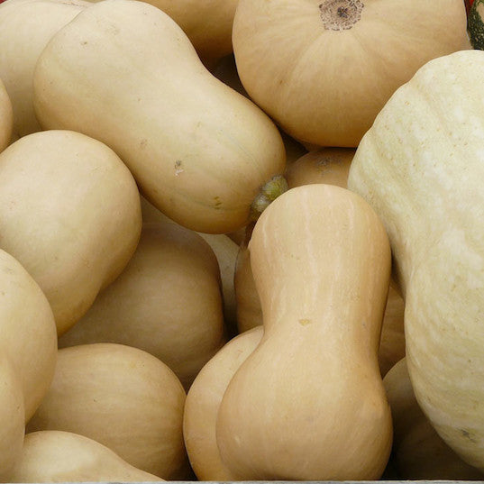 Winter Squash, Butternut clan mix