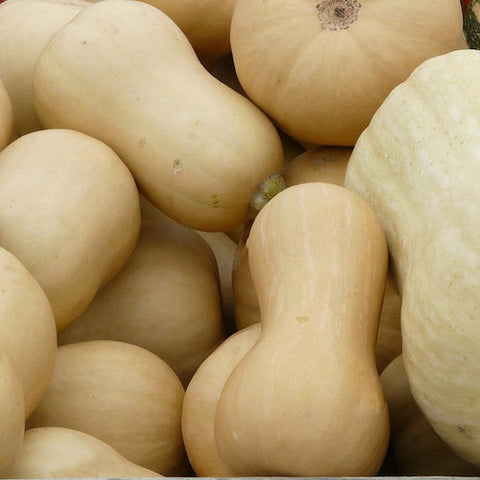 Winter Squash, Butternut clan mix | Siskiyou Seeds