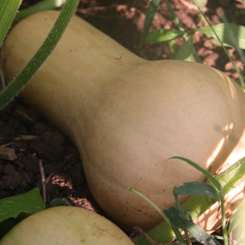 Squash  Siskiyou Seeds