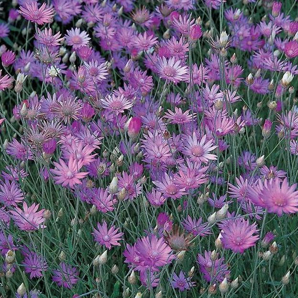 immortelle flower seeds Xeranthemum
