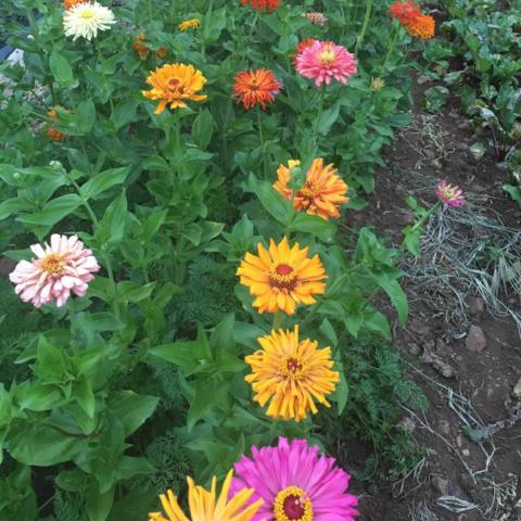 Zinnia, Cactus Mix