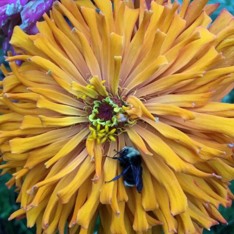 Pollinator Mix, Annual Late Season