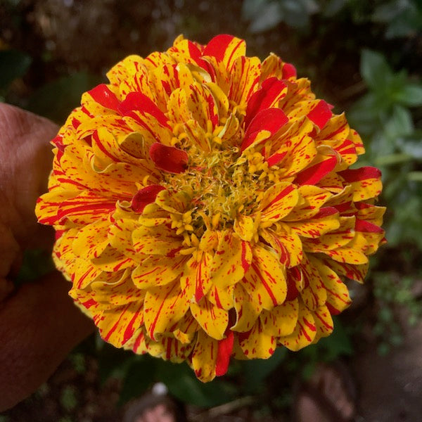 Zinnia, Peppermint Stick, organic, open pollinated, cut flower