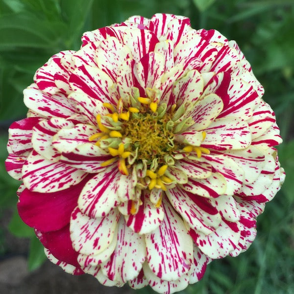 Zinnia, Peppermint Stick, organic, open pollinated, cut flower