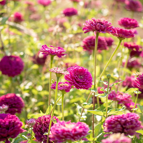 Zinnia, Purple Dahlia, organic, open pollinated, cut flower