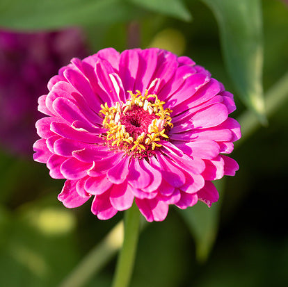 Zinnia, Purple Dahlia, organic, open pollinated, cut flower