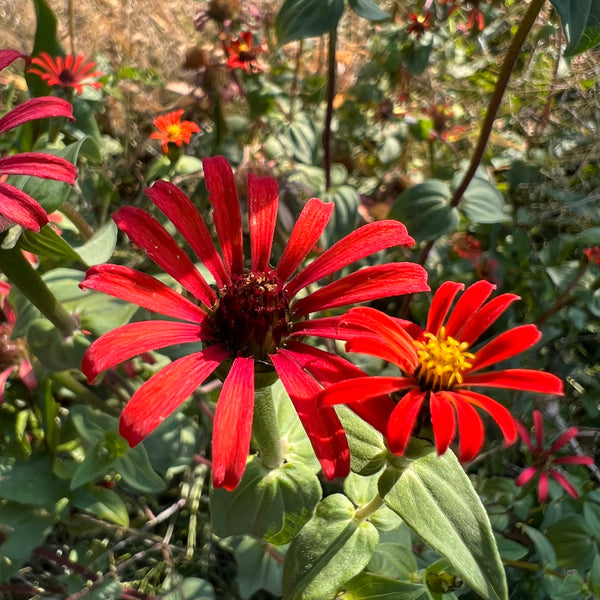 Zinnia,  Red Spider