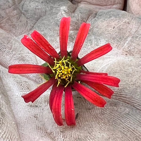 Zinnia,  Red Spider