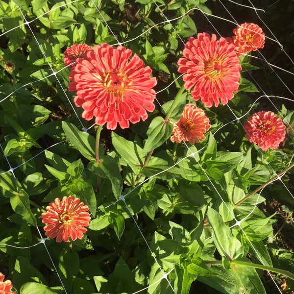 Zinnia, Salmon Rose, organic, cut flower