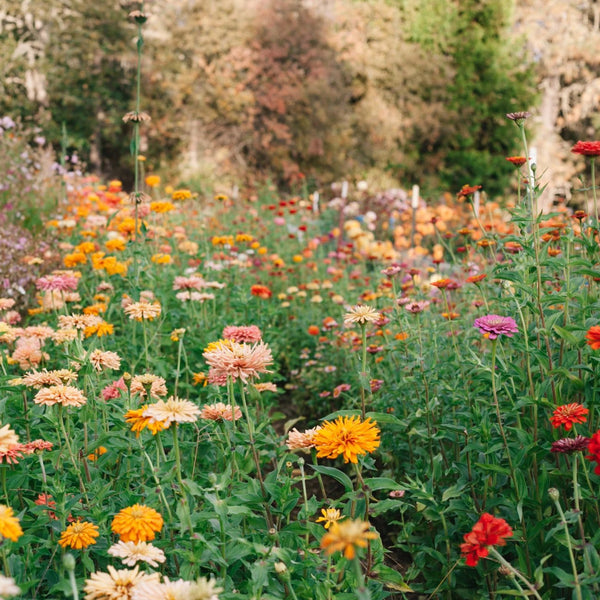 Mega Diversity Mix Zinnia, cut flower, organic