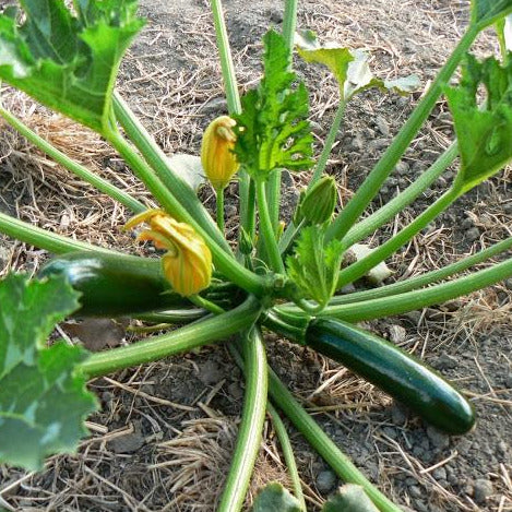 Zucchini, Dark Star