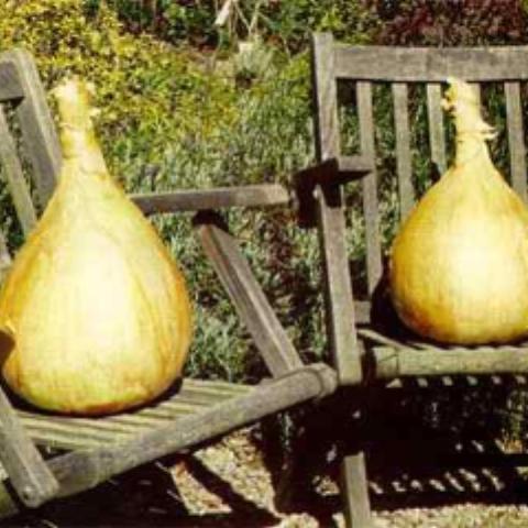 Onion, Ailsa Craig