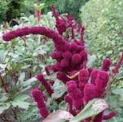 Amaranth, Elephant Head