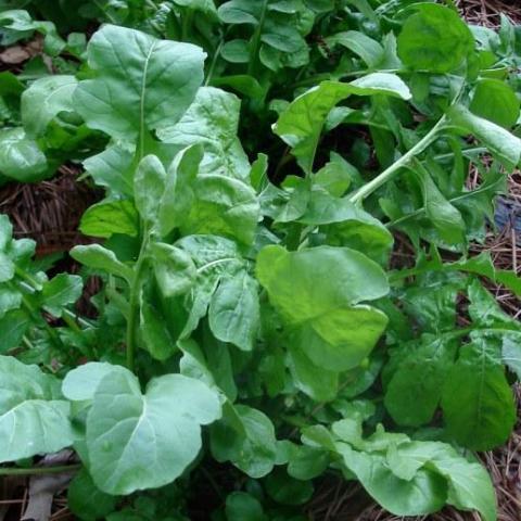 Farmer Don's Favorites Bundle