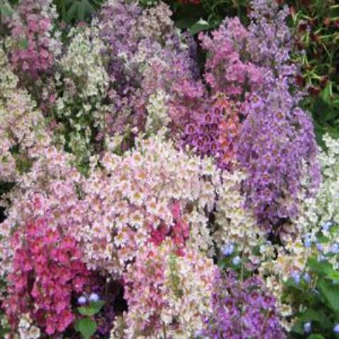 angel wings plant seeds Schizanthus, Angel Wings Mix