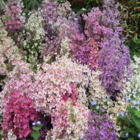 Schizanthus, Angel Wings Mix