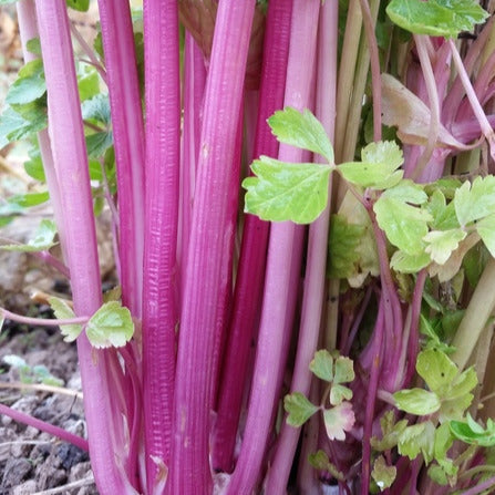 Celery, Chinese Pink