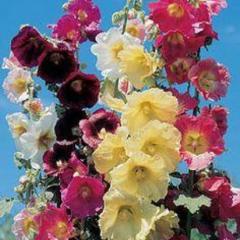 Outhouse Hollyhock, organic, open pollinated flower