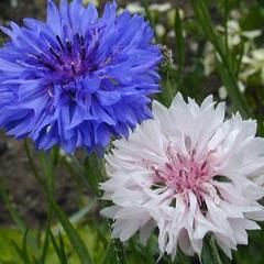 Bachelor Button mix, organic, open pollinated, cut flower