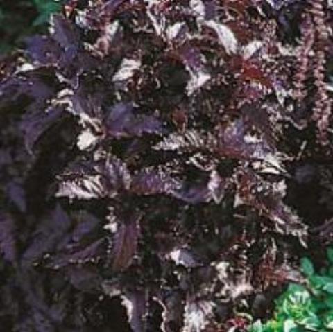 Basil, Red Ruffled | Siskiyou Seeds