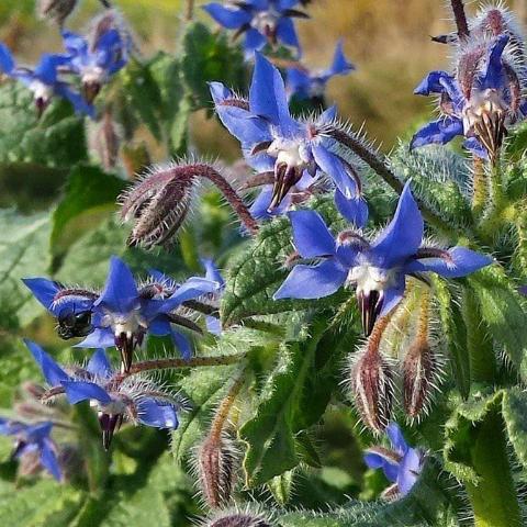 Borage