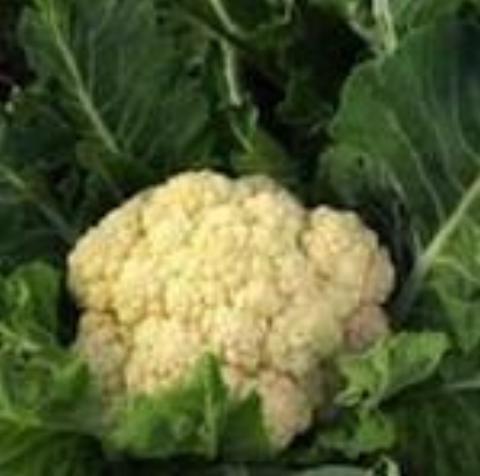Cauliflower, Snowball