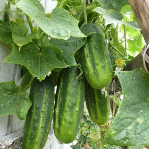 Cucumber, Little Leaf H-19 Pickling