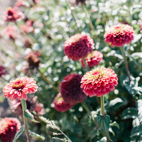 Zinnia, Queeny Lime Red