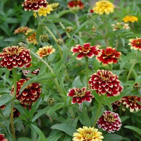 Jazzy Mix Zinnia, organic, open pollinated, cut flower