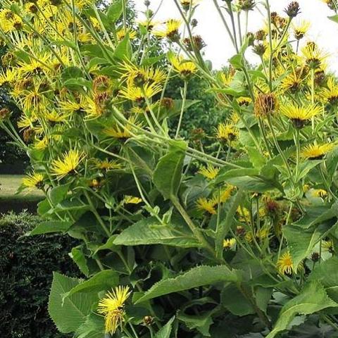 Elecampane