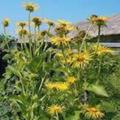 Elecampane