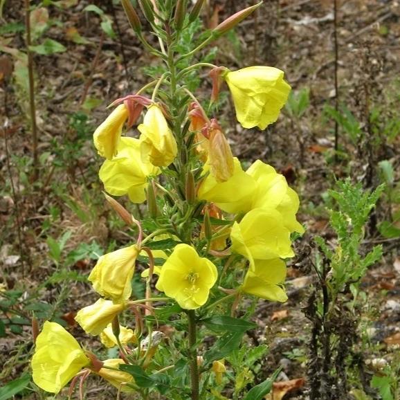 Evening Primrose