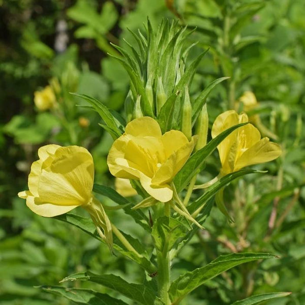 Evening Primrose