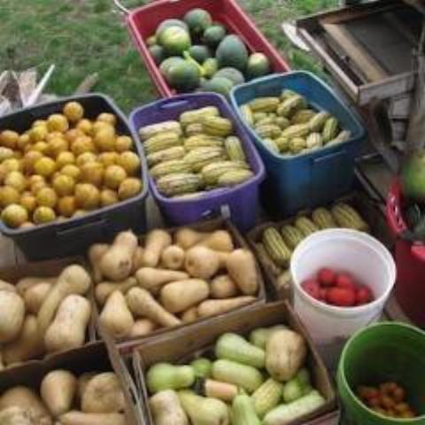 Seed CSA, Homestead