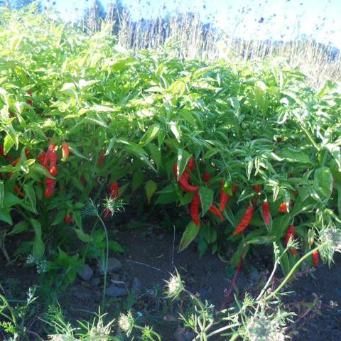 Pepper, Ghost aka Bhut jolokia