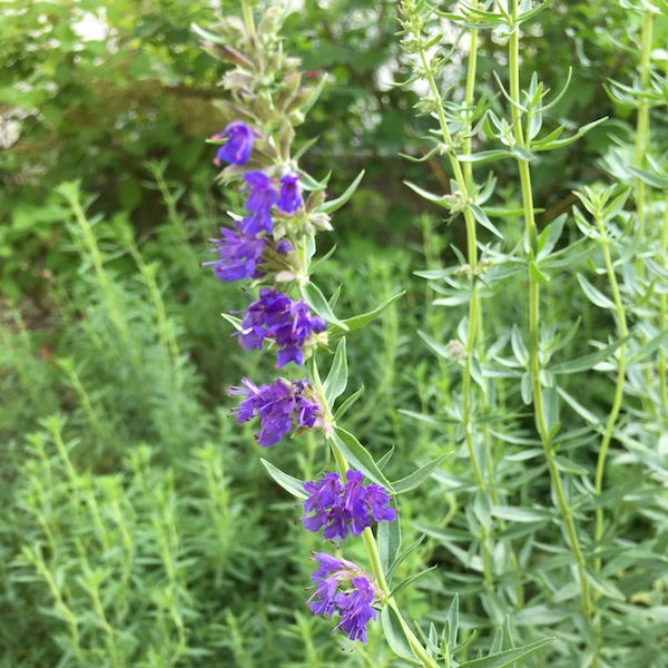 Hyssop, organic, pollinated, medicinal