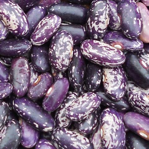 Beans, Kebarika Bush