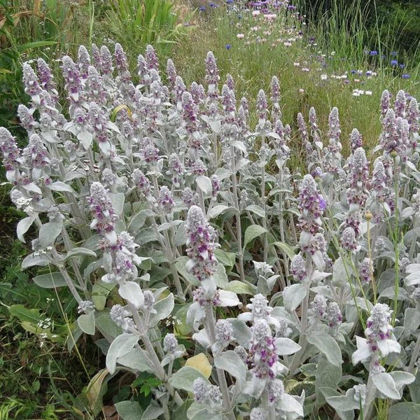 Lamb's Ear, organic, cut flower
