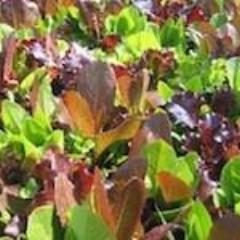 Lettuce, Diversity Mix