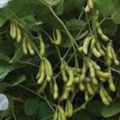Beans, Midori Giant, Soybean
