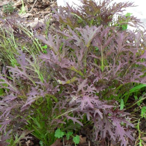 Mustard, Ruby Streaks | Siskiyou Seeds
