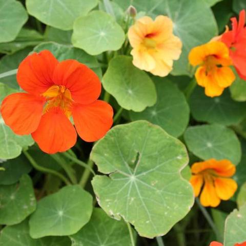 Nasturtium