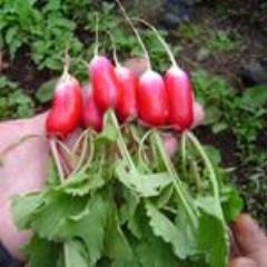 Radish, French Breakfast