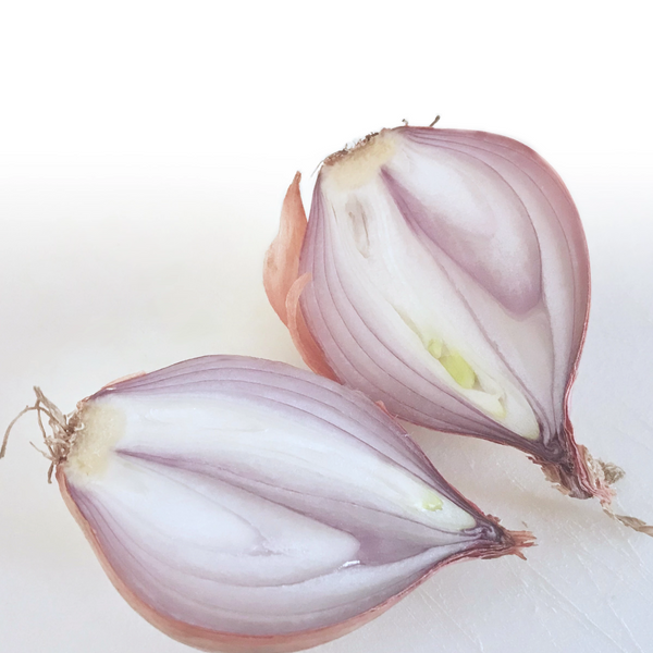 Shallots, Bonjour