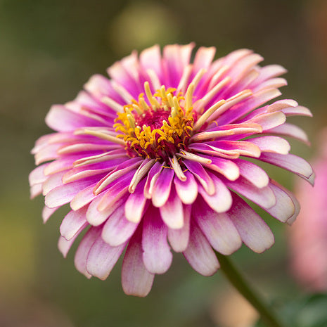 Zinnia, Dreamin' Mix, organic, open pollinated, cut flower