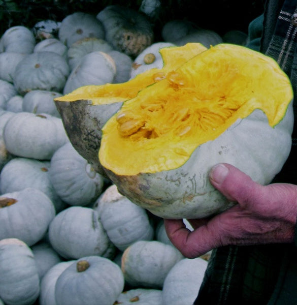 Winter Squash, Stella Blue