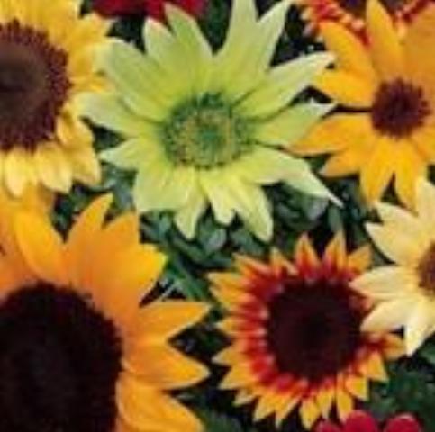 Mother Garden Mix Sunflowers, organic, open pollinated, cut flower, edible flower